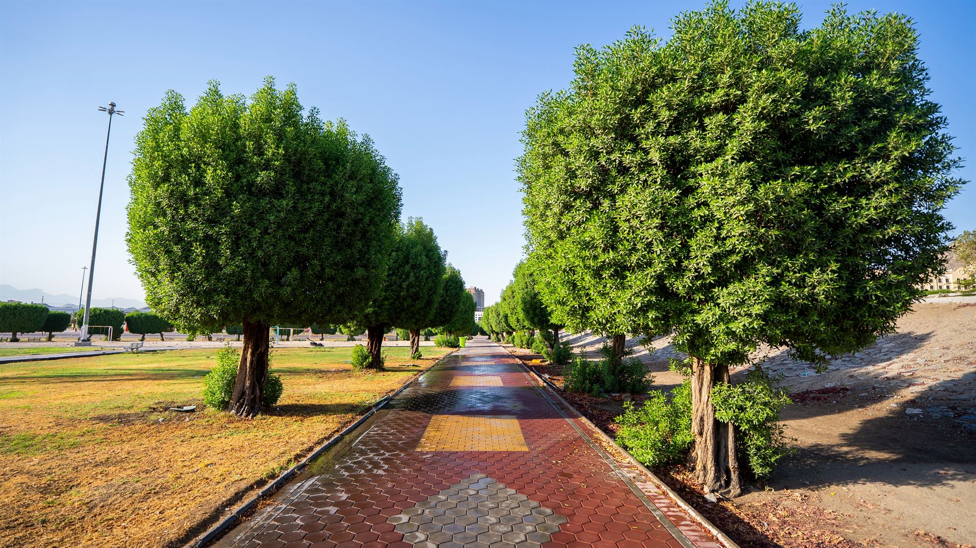 A paved colorful pedestrian walkway lined with neatly trimmed green trees in Arak Garden, Makkah.